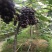 常州夏黑葡萄价格面议