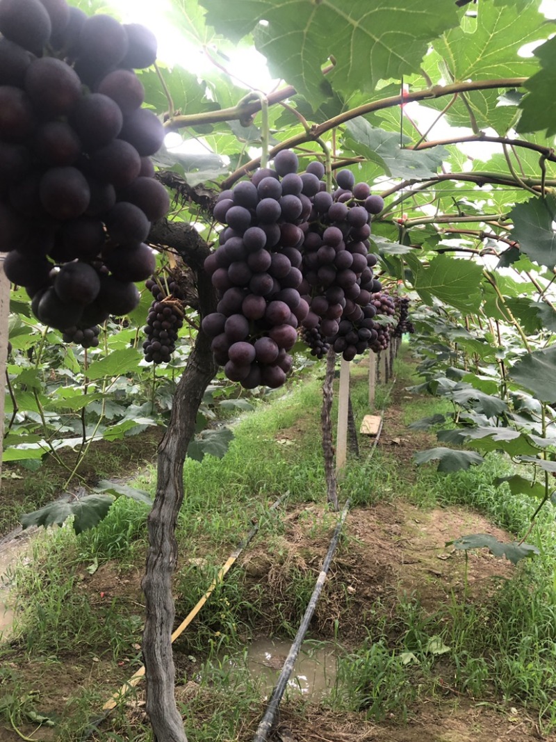 常州夏黑葡萄价格面议