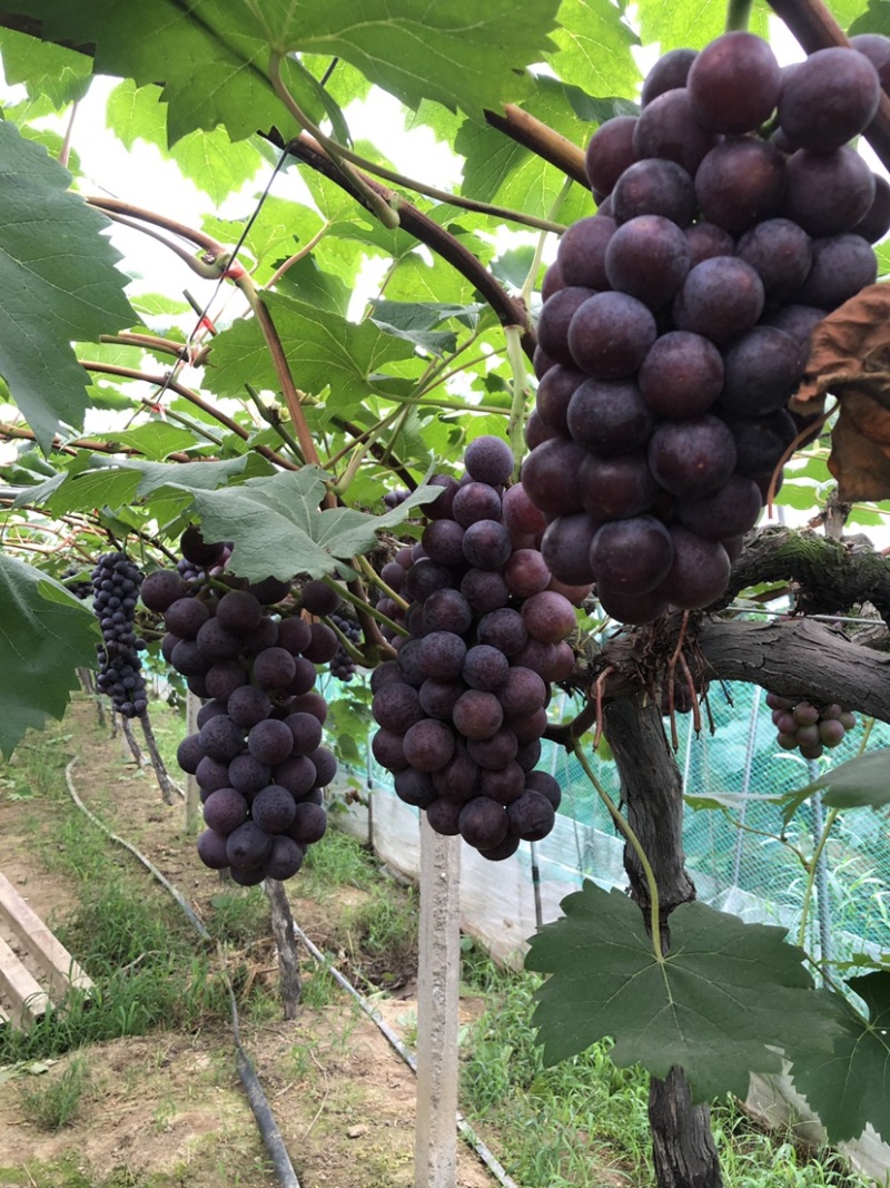 常州夏黑葡萄价格面议