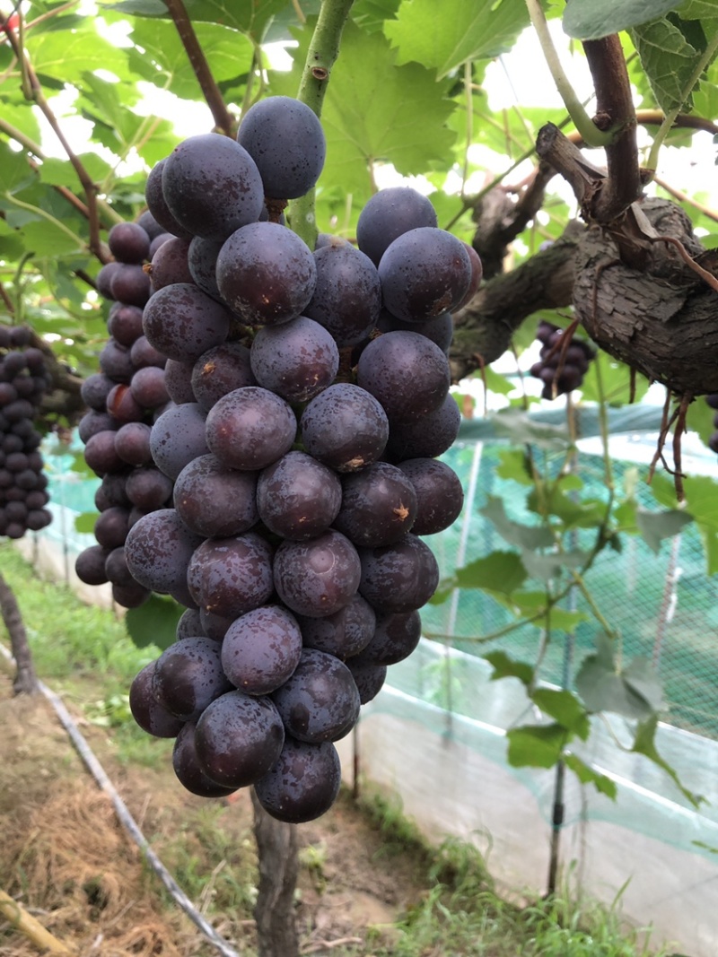 常州夏黑葡萄价格面议