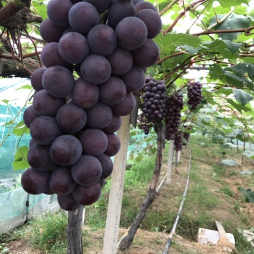 常州夏黑葡萄价格面议