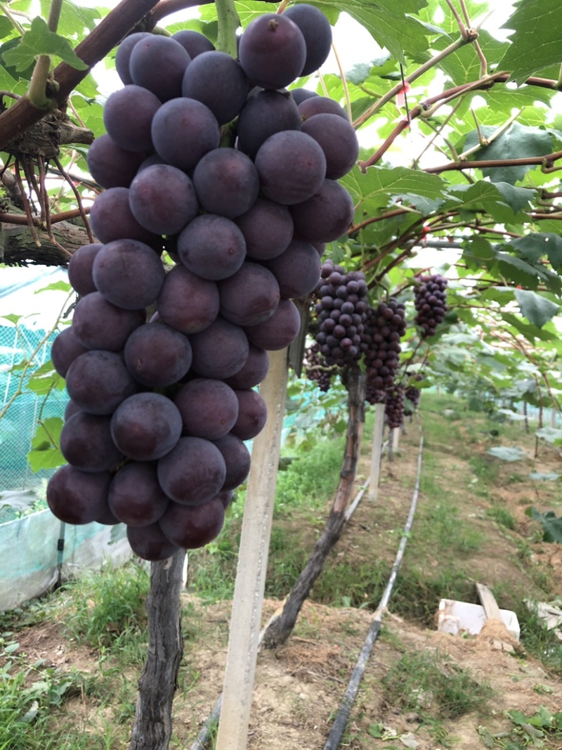 常州夏黑葡萄价格面议