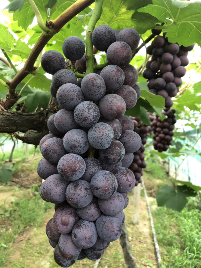 常州夏黑葡萄价格面议