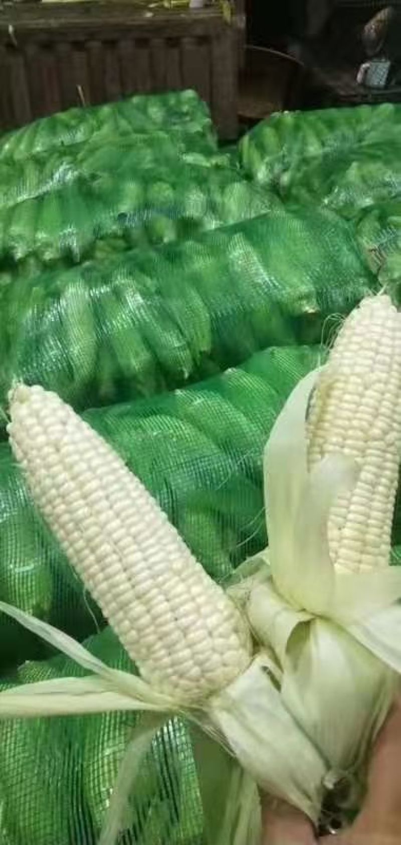 玉米