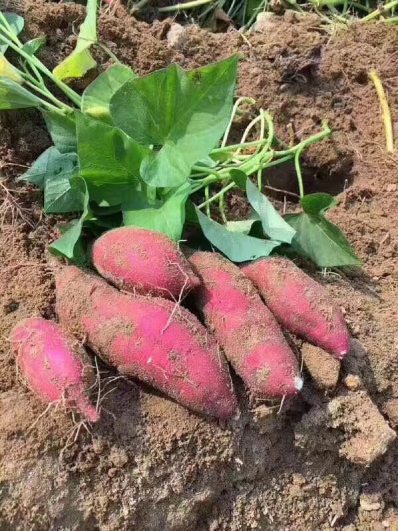 桥头地瓜高系14板栗薯无丝每天挖货打电话