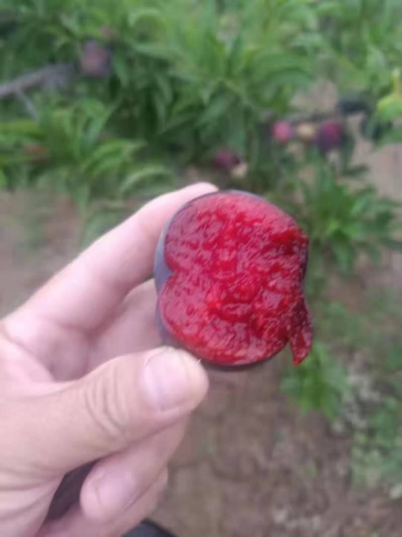 优质水果基地直供