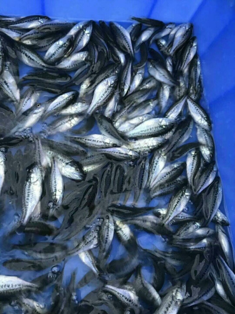 【荐】优质加州鲈鱼苗，支持全国发货，量大可优惠