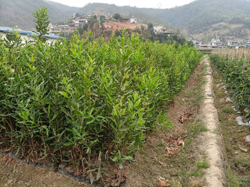 澳洲坚果苗，澳洲坚果嫁接苗，夏威夷果苗，基地直供，不零售