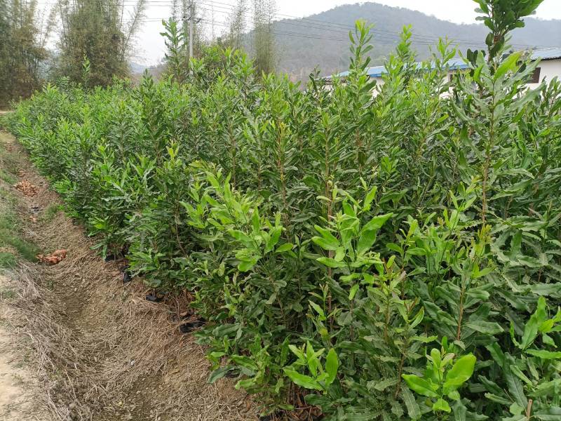 澳洲坚果苗，澳洲坚果嫁接苗，夏威夷果苗，基地直供，不零售
