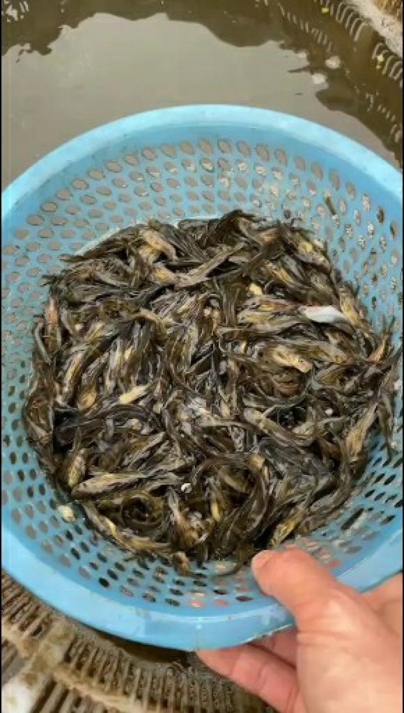 黄辣丁3到5公分的新货上市抗病毒提供技术指导
