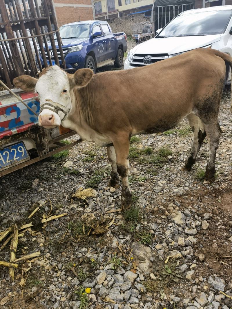 母牛活牛/西门塔尔牛/正宗农户散养跑山纯种小母牛包成活来电