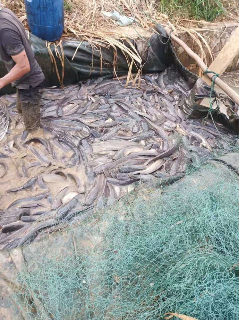 产地直销，价格优惠鲶鱼