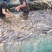 产地直销，价格优惠鲶鱼