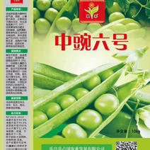 优质豌豆种中豌六号中豌九号高产矮秧新品种