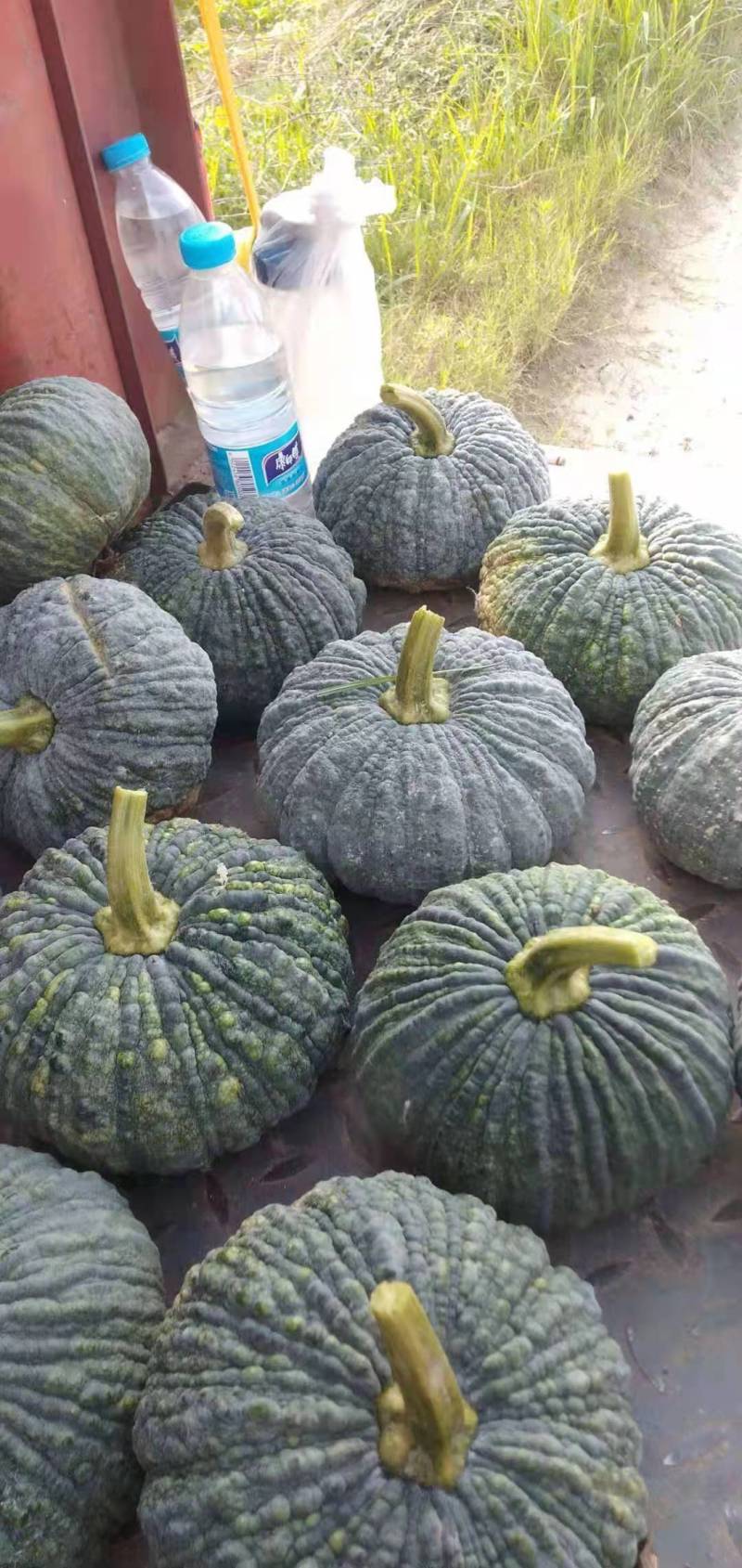 1癞可丽南瓜