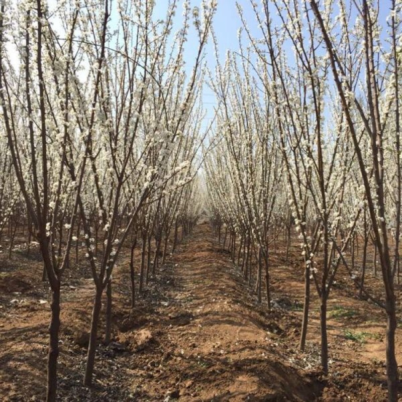 正宗早熟五月脆李子苗（基地直供，包品种包成活）