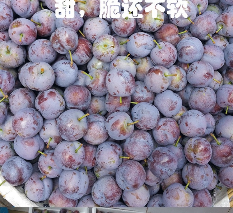 正宗早熟五月脆李子苗（基地直供，包品种包成活）
