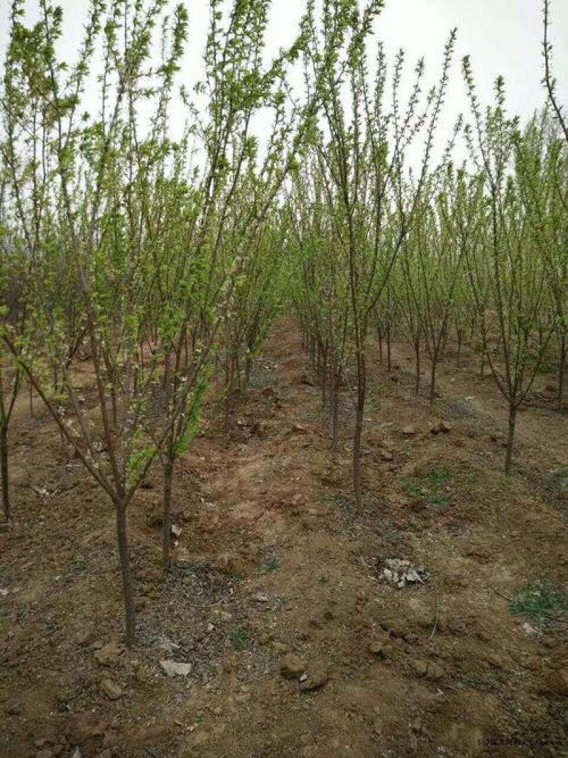 正宗早熟五月脆李子苗（基地直供，包品种包成活）