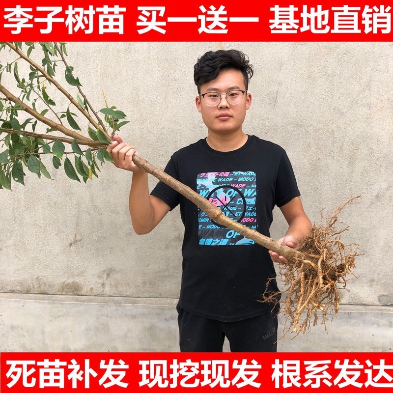 正宗早熟五月脆李子苗（基地直供，包品种包成活）