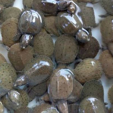 优质甲鱼苗，支持全国发货，量大可优惠，百万现货