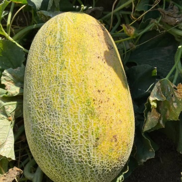 淖毛湖86王精品哈密瓜
