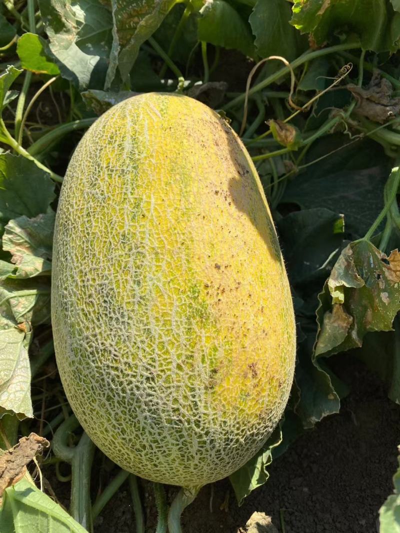 淖毛湖86王精品哈密瓜