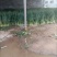 脱水大葱