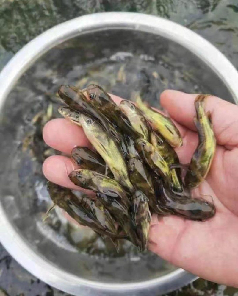 黄骨鱼苗新货上市抗病毒提供技术指导