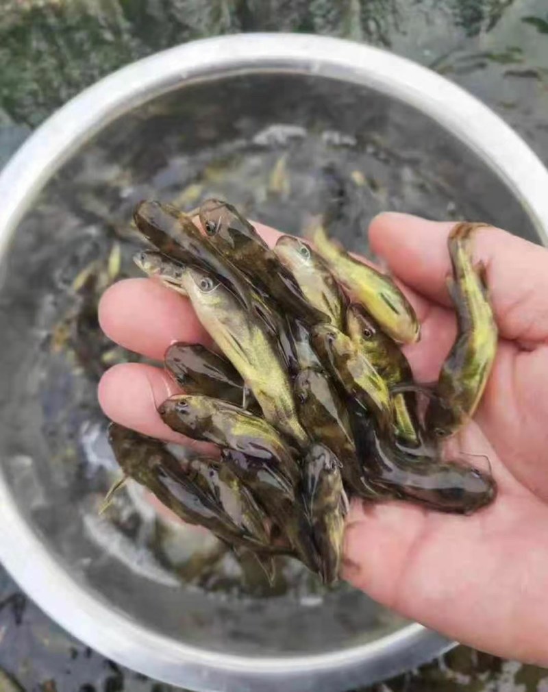 黄骨鱼苗新货上市抗病毒提供技术指导