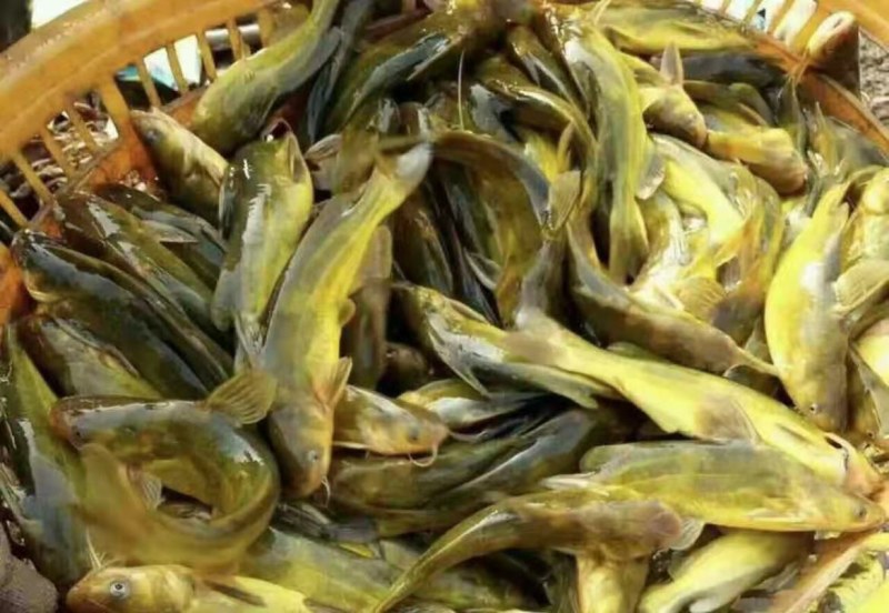 黄骨鱼苗新货上市抗病毒提供技术指导