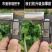 玉米移栽补苗移苗神器移苗器蔬菜取土器打洞器种植栽苗器打孔
