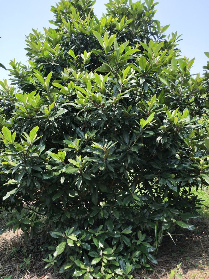枇杷树3--3.5米出售