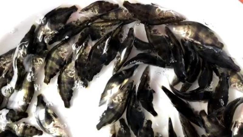 广东广州桂鱼苗鳜鱼苗翘嘴鱼苗货源充足全国发货