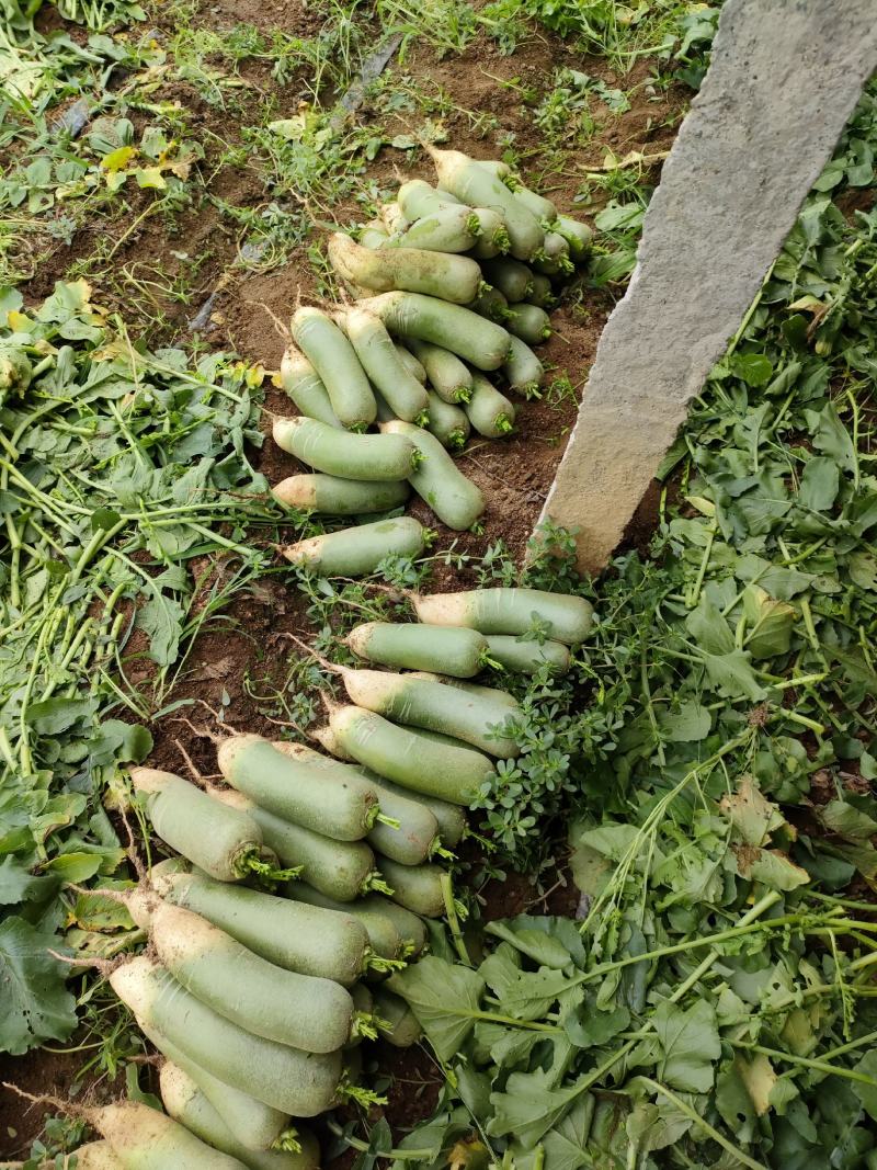 山东临沂万亩青萝卜，口感好里外青发脆，个头不大不小