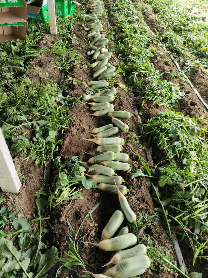 山东临沂万亩青萝卜，口感好里外青发脆，个头不大不小