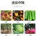 寡糖脂化硼促花壮花保果稳果、提高产量、瓜果蔬菜增加座果率