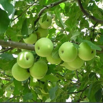 山东青苹果，辽伏，藤木，美八，产地直供，可发全国各地。。