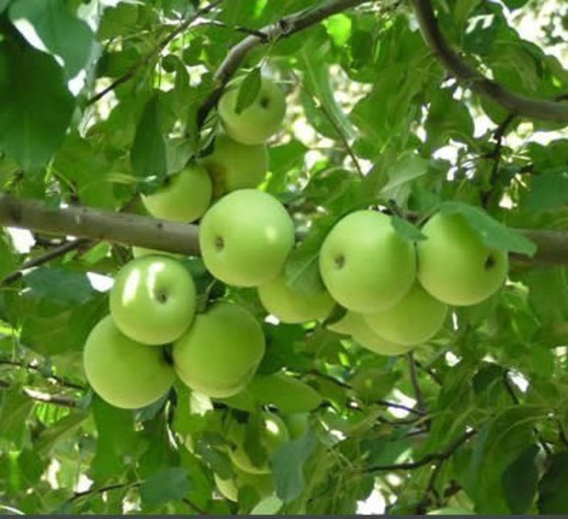 山东青苹果，辽伏，藤木，美八，产地直供，可发全国各地。。