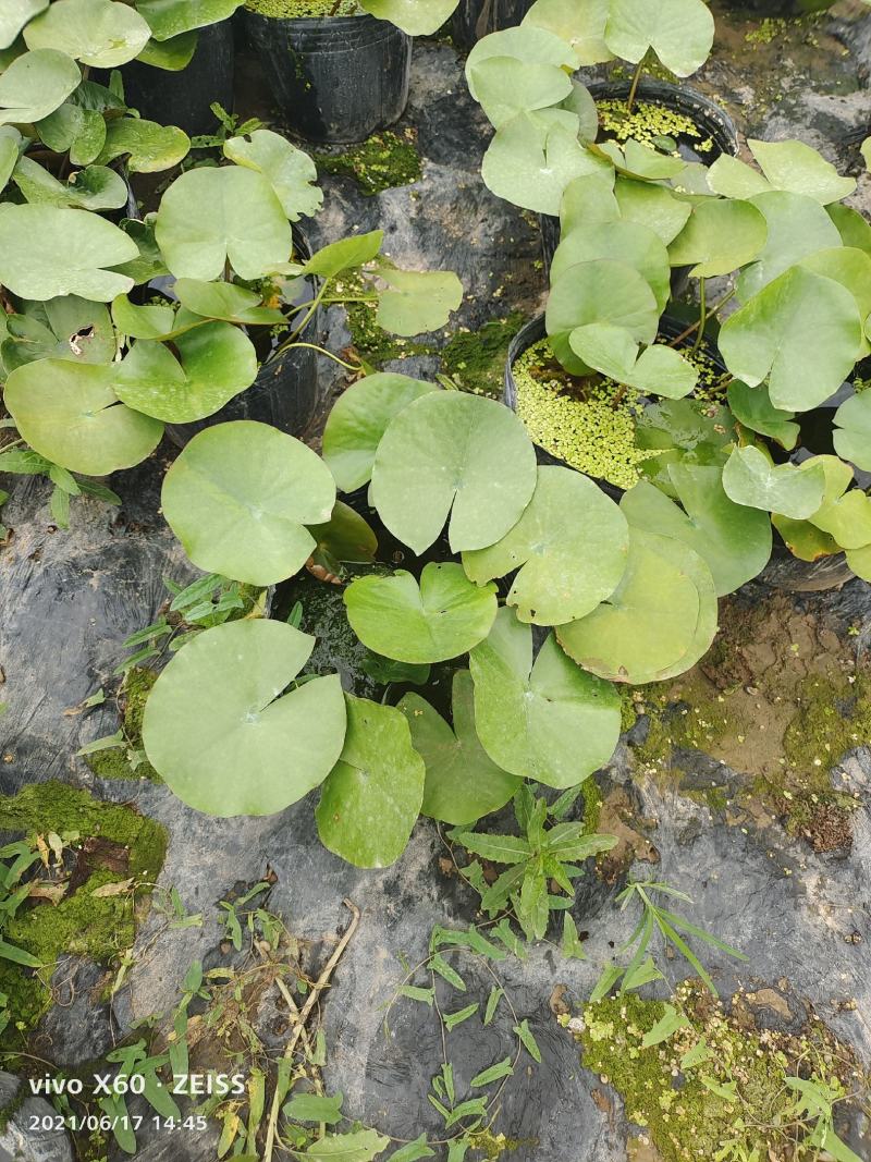 睡莲睡莲基地大量供应各种颜色规格齐全