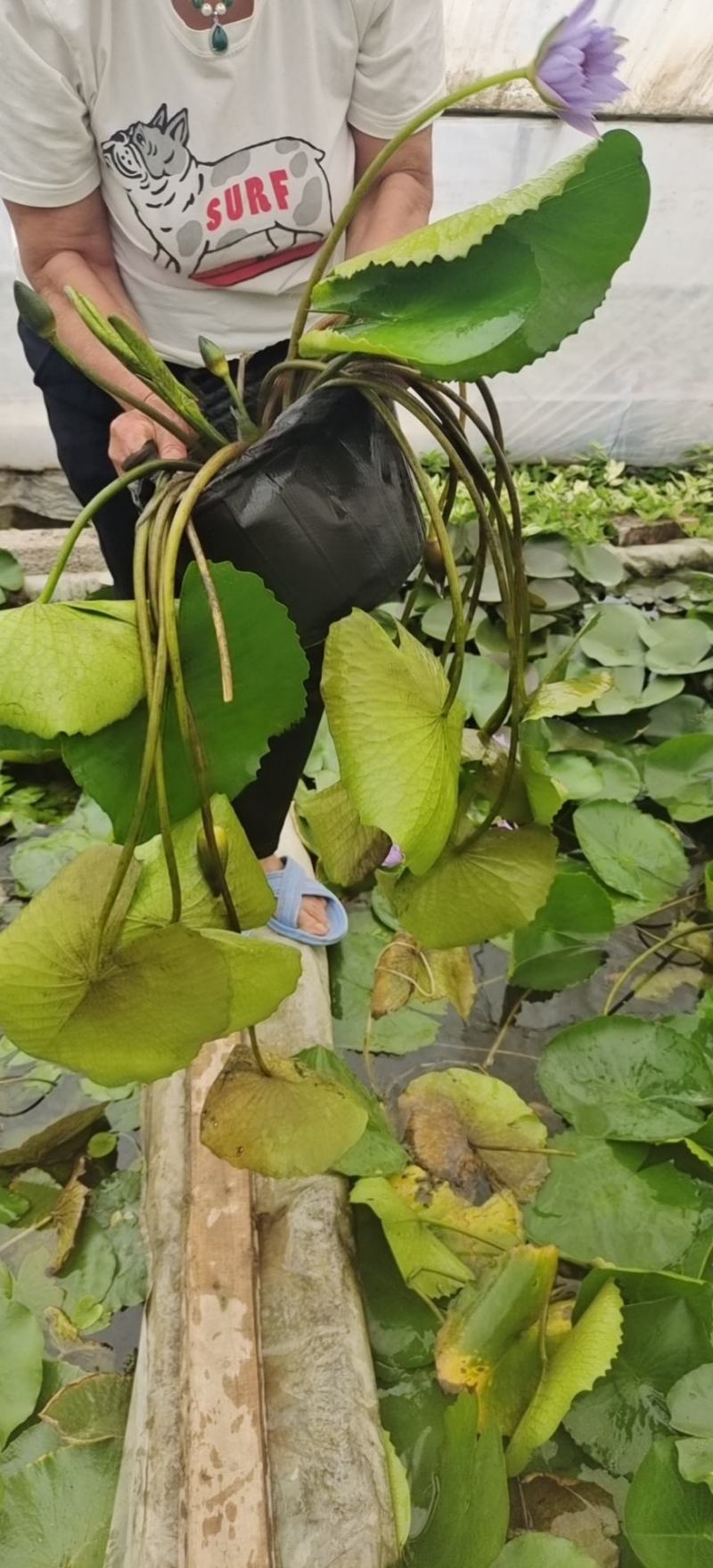 睡莲睡莲基地大量供应各种颜色规格齐全