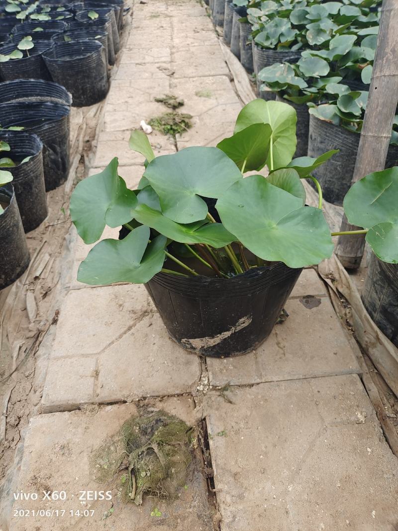 睡莲睡莲基地大量供应各种颜色规格齐全