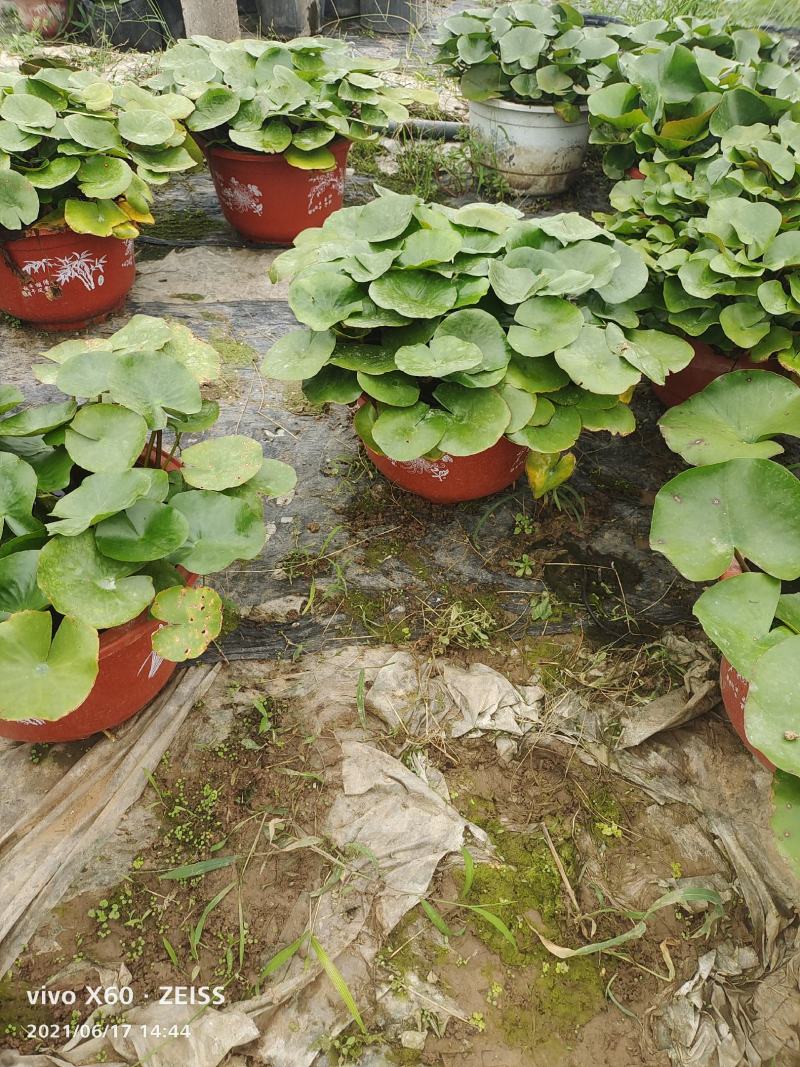 睡莲睡莲基地大量供应各种颜色规格齐全