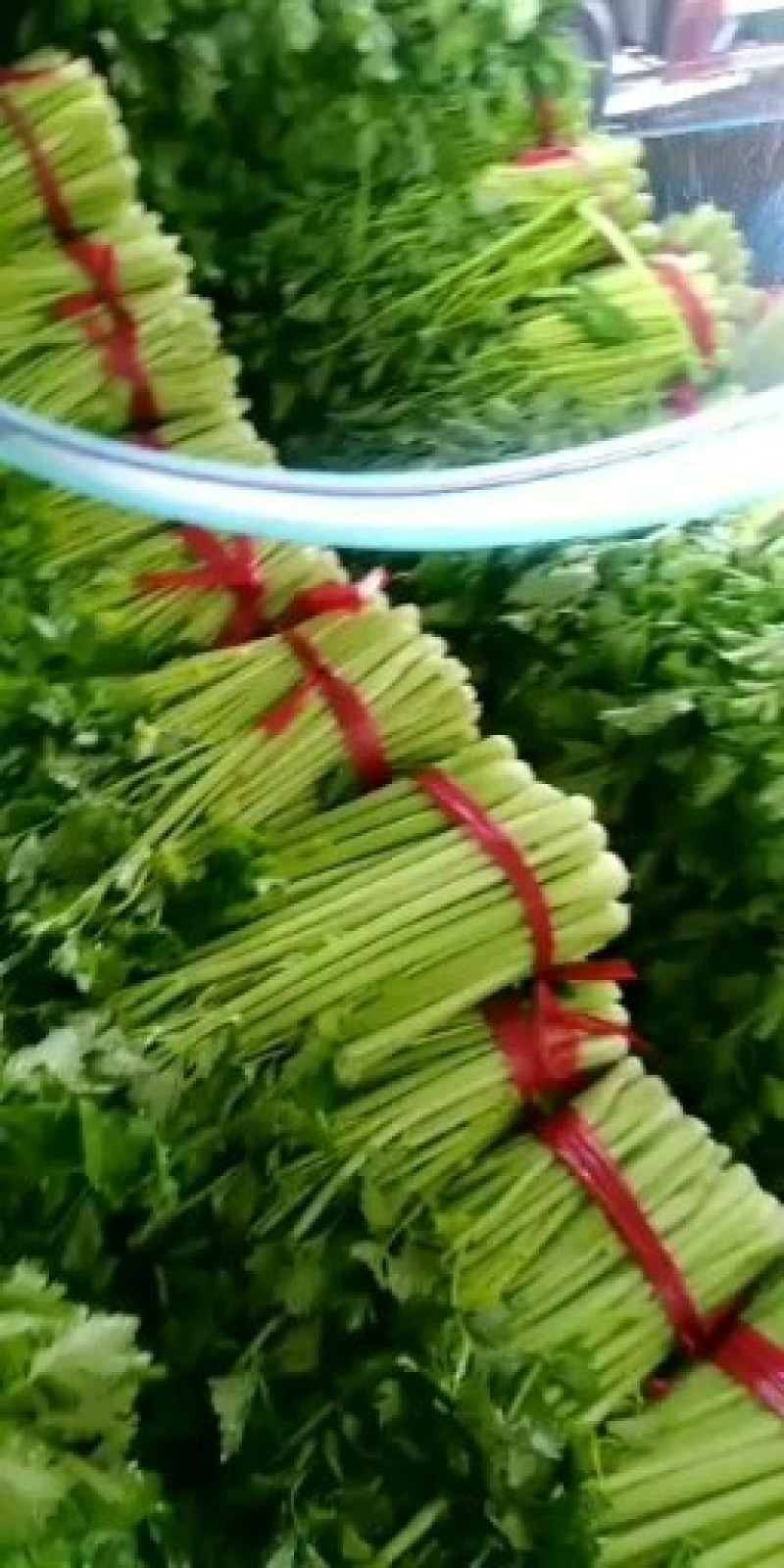 宁夏的冷凉蔬菜