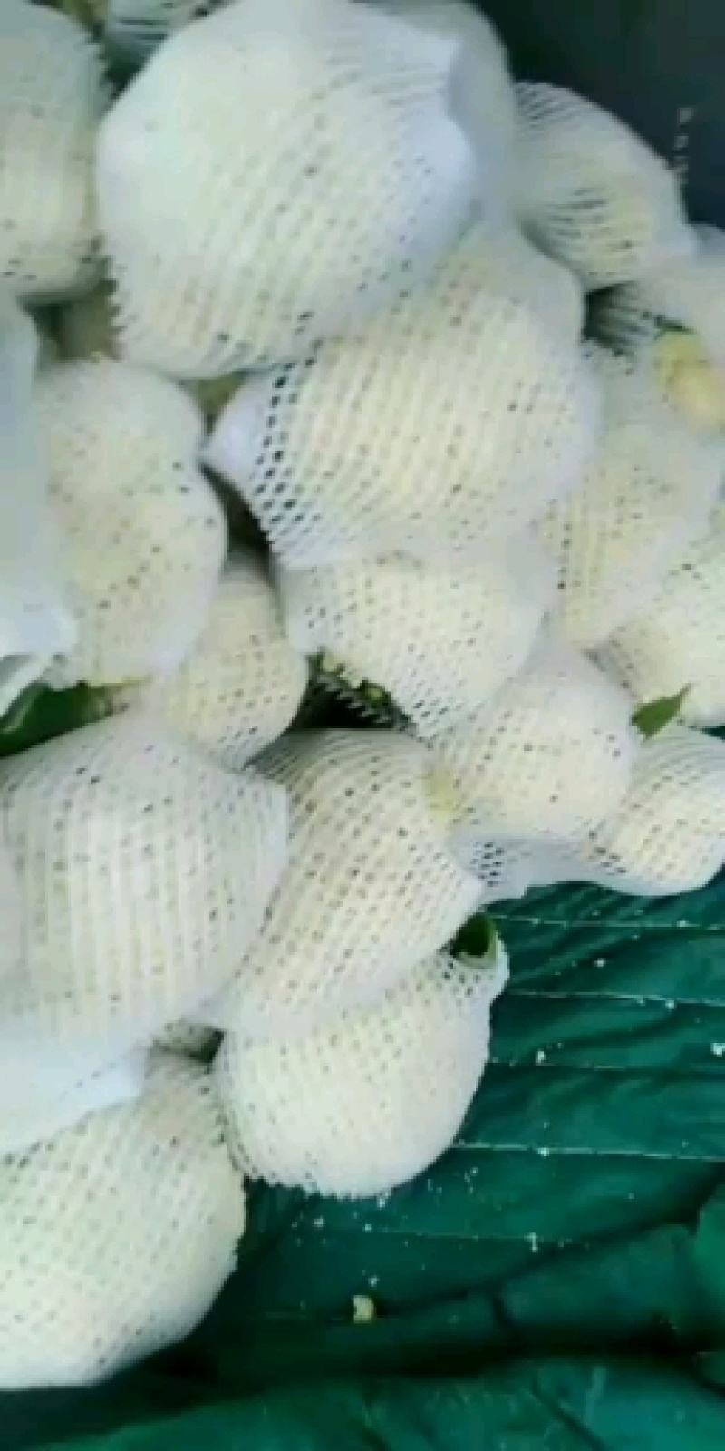 宁夏的冷凉蔬菜