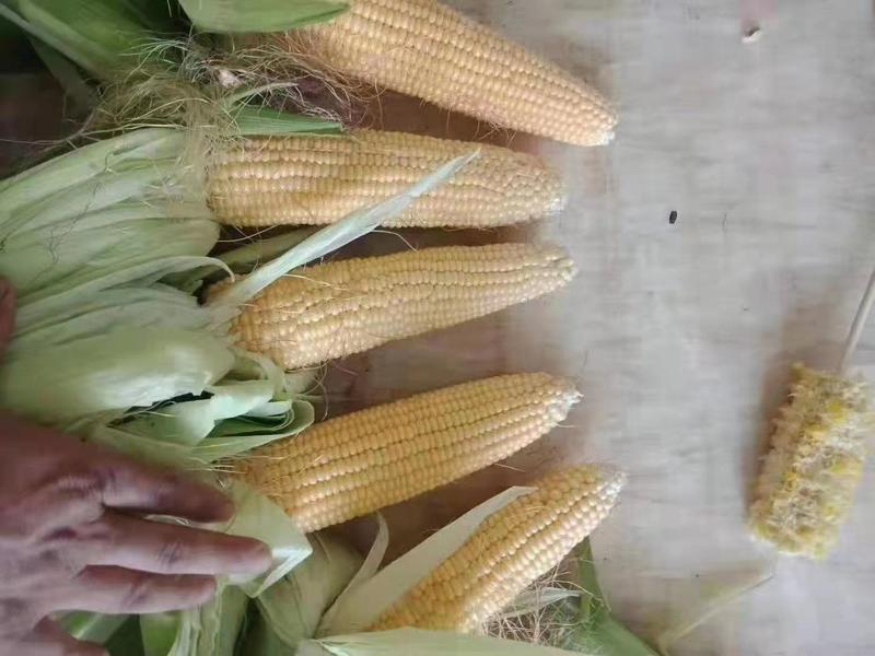 糯玉米玉米甜玉米大量供应，货源充足，保质保量