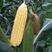 糯玉米玉米甜玉米大量供应，货源充足，保质保量