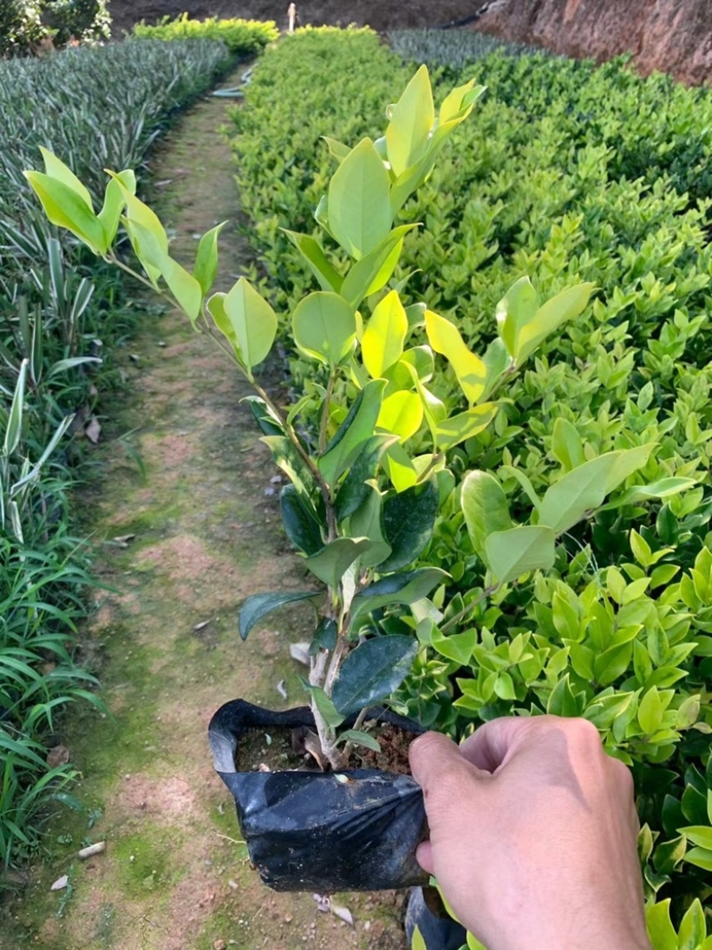 汇景轩园林供应精品大小杯金森女贞！！！！