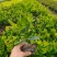 汇景轩园林供应精品大小杯金森女贞！！！！