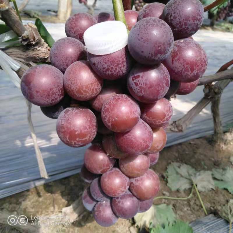 河北威县冷棚维多利亚葡萄