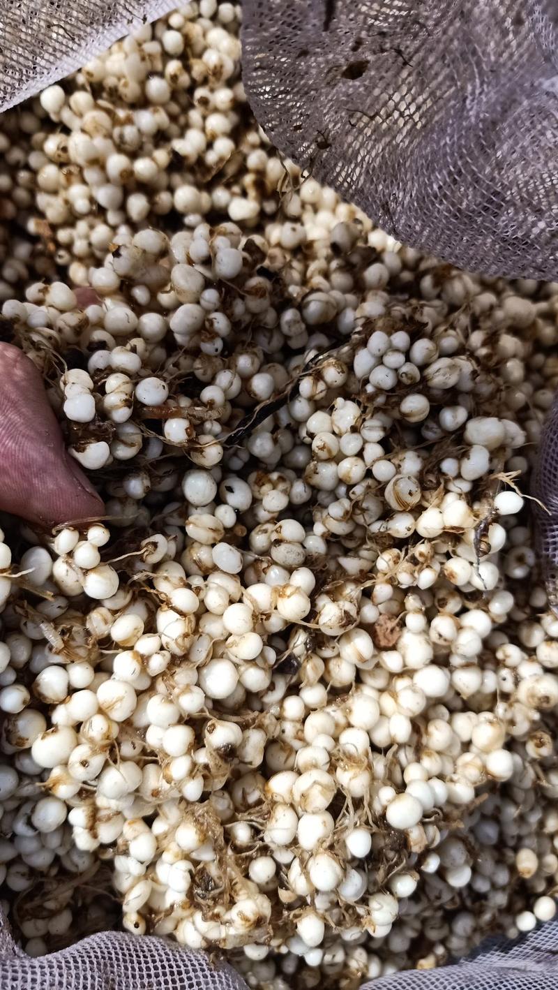 贝母种子，东北川贝种子成活率高产量翻一倍